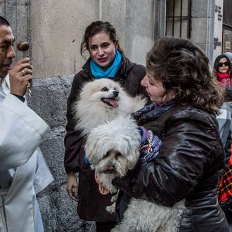 Muchos perros guapos bendecidos en Madrid el día de San …