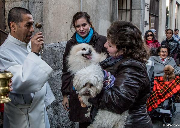 Muchos perros guapos bendecidos en Madrid el día de San Antón