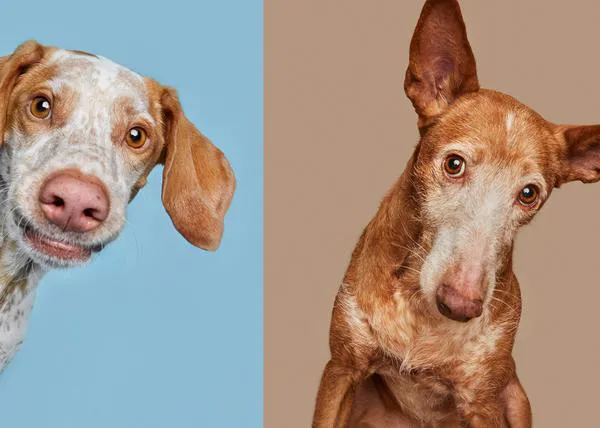 Cómo un perro malagueño llamado Conejo inspiró a una fotógrafa a retratar canes abandonados en todo el mundo