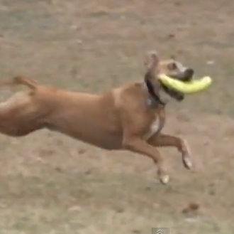 Los atrapa todo: canes a la caza y captura de …