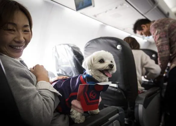 El vuelo más dog friendly: los perros suben a Japan Airlines junto a los humanos 