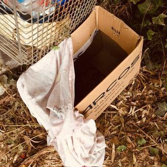 5 cachorrotes hambrientos rescatados y una caja vacía (pero llena …