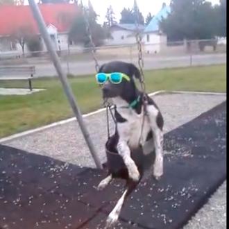 Un perro se balanceaba.... Winston, el can que sabe cómo …