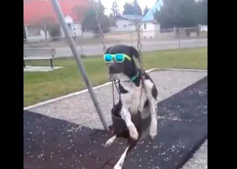 Un perro se balanceaba.... Winston, el can que sabe cómo relajar a los demás