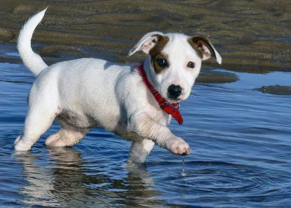 La ciencia determina el momento preciso en el que los cachorros nos resultan más adorables