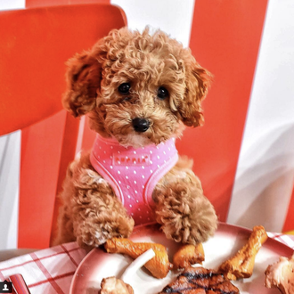 Abre en Nueva York una casa perruna pop up: un …