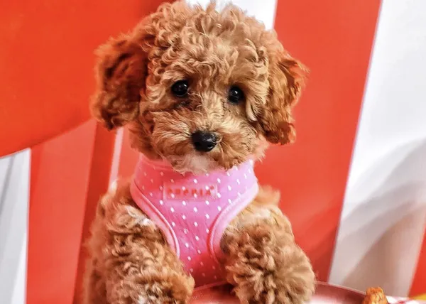 Abre en Nueva York una casa perruna pop up: un evento solidario para humanos y perros