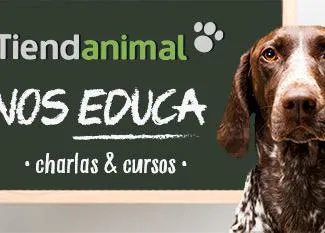Talleres y actividades gratuitas para humanos perrunos en Tiendanimal el 8 de agosto