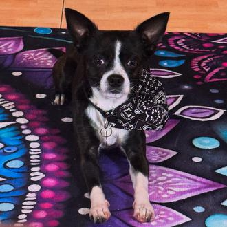 El dolor de una chihuahua abandonada y su camino a …