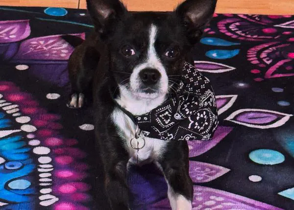 El dolor de una chihuahua abandonada y su camino a la felicidad ¡y a protagonizar un cuento muy especial para niños!