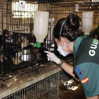 Un final feliz tras el brutal maltrato en criaderos ilegales …