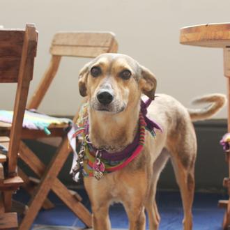 SrPerro recomienda: Las Vecinas, un café tan bonito como perruno …