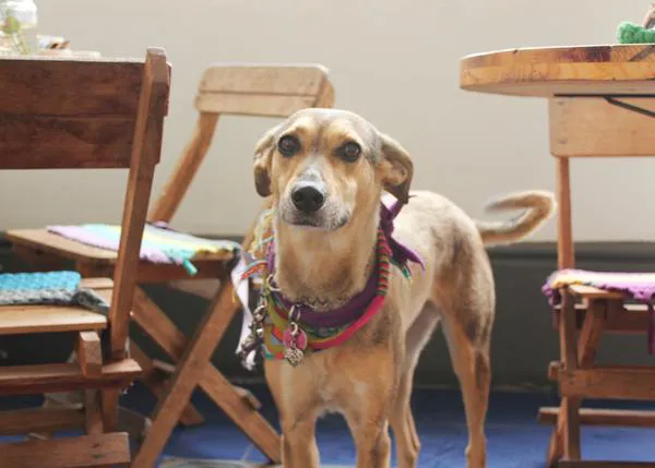 SrPerro recomienda: Las Vecinas, un café tan bonito como perruno ¡en Lima!