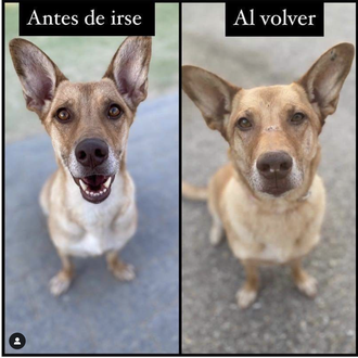 Los peligros de la mala educación canina: la historia de …