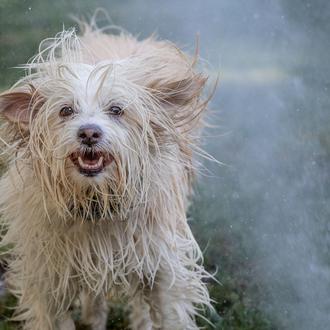 Convivir con un perro se asocia a una mayor felicidad …