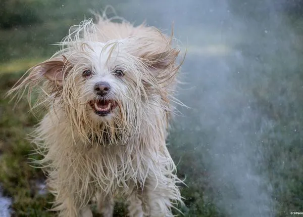Convivir con un perro se asocia a una mayor felicidad subjetiva, especialmente en mujeres y personas con hábitos saludables