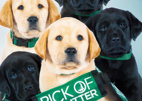 Un documental sigue durante dos años a cinco cachorros destinados a convertirse en perros guía