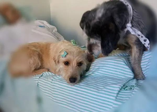 Una pareja de perros pasa dos semanas en la puerta de un hospital hasta poder reunirse con su dueño