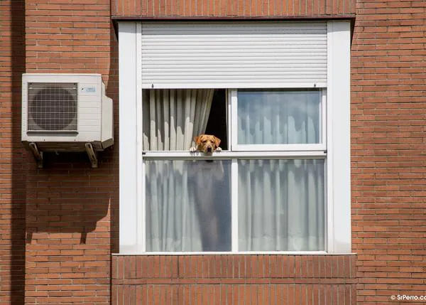 La misión casi imposible de alquilar un piso si tienes perro: menos del 2% lo permiten en Aragón, País Vasco, Extremadura, Castilla y León, Cantabria