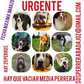 SOS Perrera Badajoz necesita ayuda urgente: comienzan las obras en …