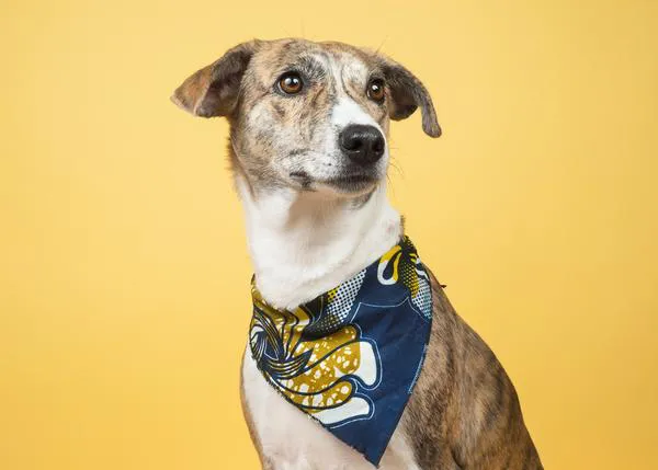 Cuatro claves -en positivo- para que tu perro no ataque a otros canes