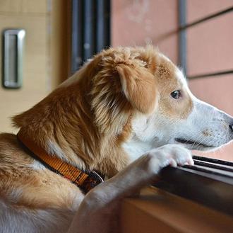 El duelo en los perros cuando muere otro perro de …