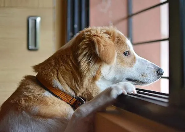 El duelo en los perros cuando muere otro perro de la familia: los cambios de comportamiento más frecuentes