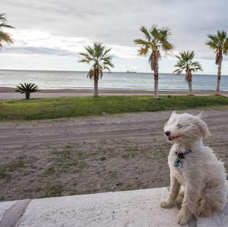 2018 es El Año del Perro según el calendario chino …