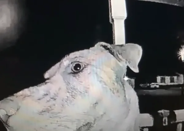 Una perra que escapó, asustada por la pirotecnia, vuelve a casa de madrugada... ¡y llama a la puerta con la nariz!