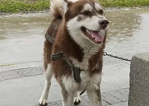 Tras el divorcio de sus tutores, un tribunal determina que un perro tiene derecho a una pensión alimenticia