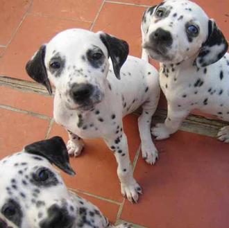 Bulos sobre perros: ni Helena ni Mónica tienen cachorros que …