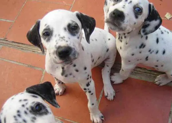 Bulos sobre perros: ni Helena ni Mónica tienen cachorros que se vayan a sacrificar