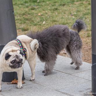 Holanda quiere prohibir la tenencia de perros y gatos 