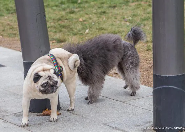 Holanda quiere prohibir la tenencia de perros y gatos 