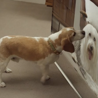 Los perros alucinan con una TV de LG en alta …