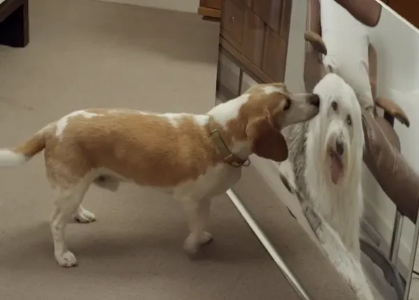 Los perros alucinan con una TV de LG en alta resolución, ¡qué buen anuncio!