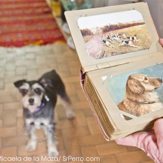 Agenda SrPerro: Perro Walk, Mercado de Motores, Carreras nocturnas, expos... 