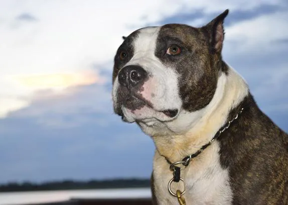 Los Perros Potencialmente Peligrosos, los PPP, tras la aprobación de la Ley de Bienestar Animal ¿qué ha cambiado?