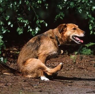 Mi perro huele a pescado... o cómo detectar un problema …
