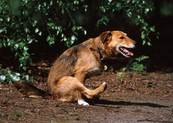 cobertura recoger Llevar Mi perro huele a pescado... o cómo detectar un problema en las glándulas anales cobertura recoger Llevar Mi perro huele a pescado... o cómo detectar un problema en las glándulas anales