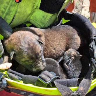 Los bomberos de Alzira rescatan a tres cachorros que estaban …