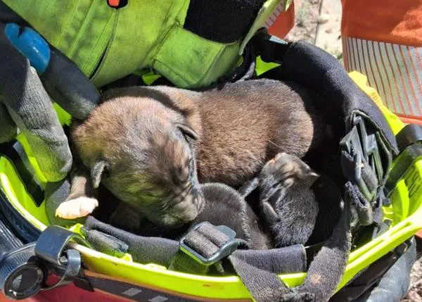 Los bomberos de Alzira rescatan a tres cachorros que estaban en un colector en Alberique, Valencia
