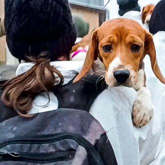 Entre 1000 y 1500 Beagles destinados a la experimentación animal …
