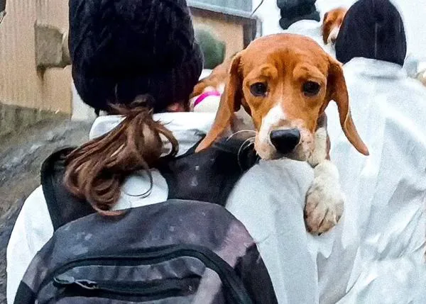 Entre 1000 y 1500 Beagles destinados a la experimentación animal a salvo tras ser comprados por dos protectoras