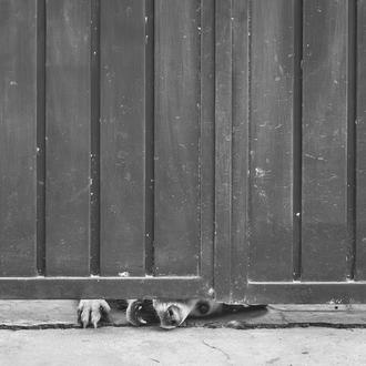 Aumentan los abandonos de perros en España pero también las …