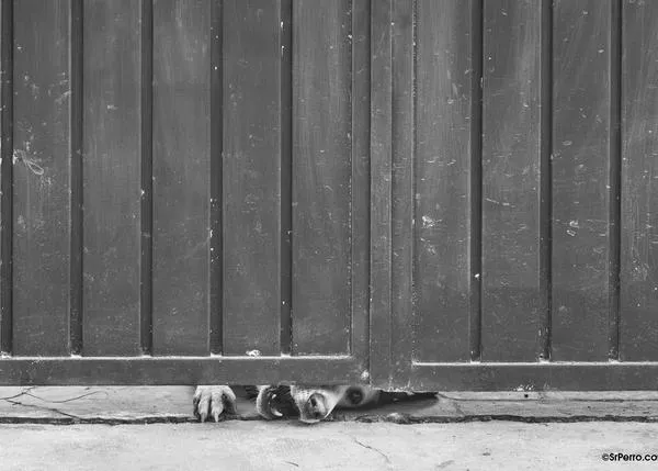 Aumentan los abandonos de perros en España pero también las adopciones: Estudio Él Nunca lo Haría 2024