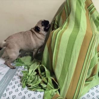 Los felices y locos reencuentros de un carlino con su …