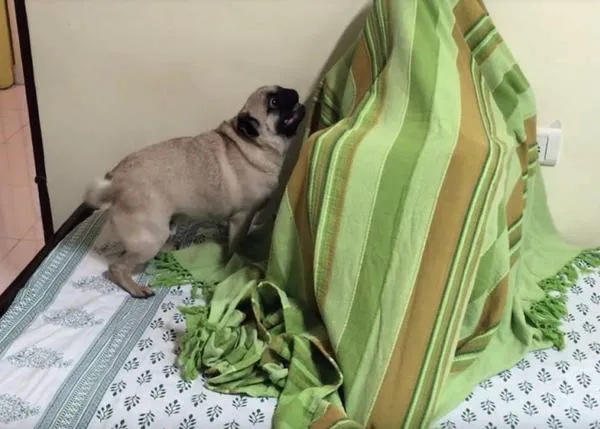 Los felices y locos reencuentros de un carlino con su tío favorito: el escondite con premio humano