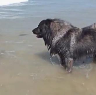 Perros que salvan humanos... que no tienen ninguna necesidad de …