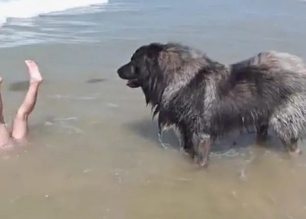 Perros que salvan humanos... que no tienen ninguna necesidad de ser rescatados